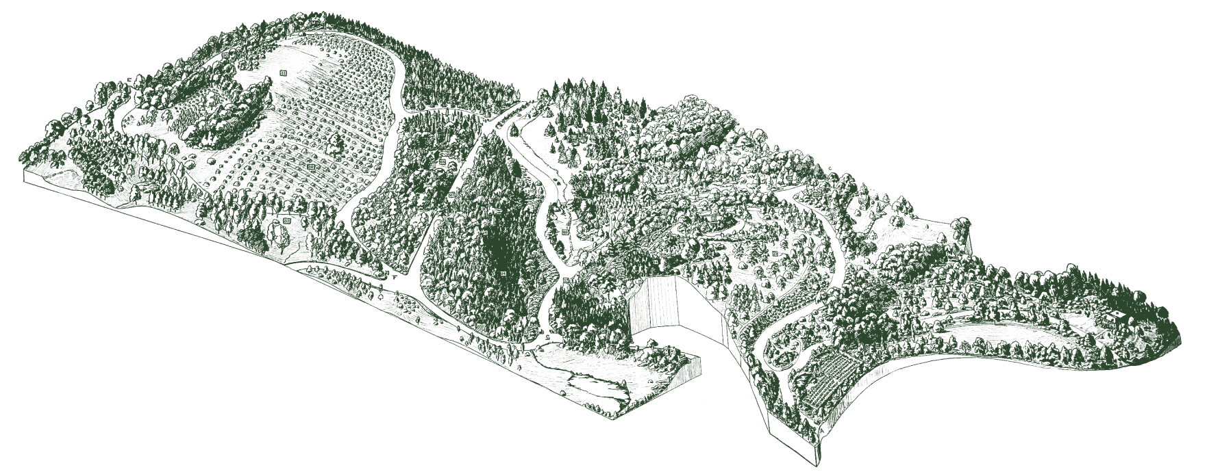 Line illustration of the Arnold Arboretum